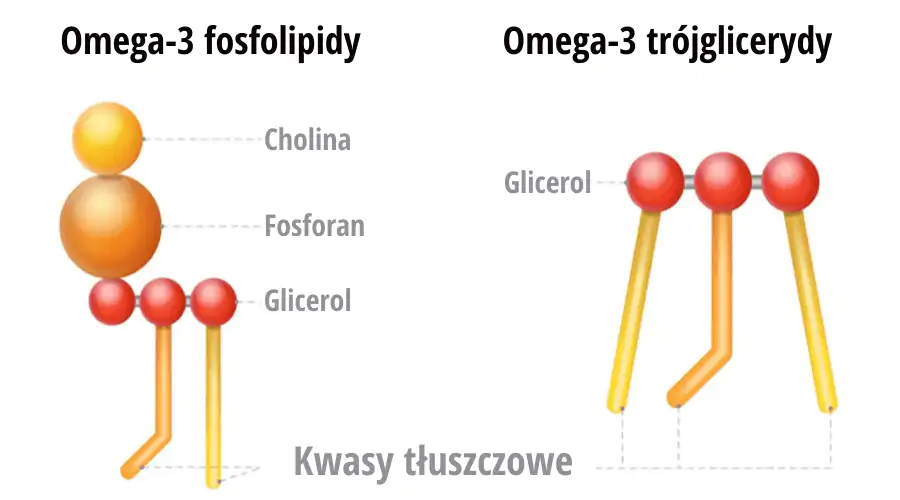Rodzaje kwas&oacute;w tłuszczowych omega-3 (fosfolipidy / tr&oacute;jglicerydy)