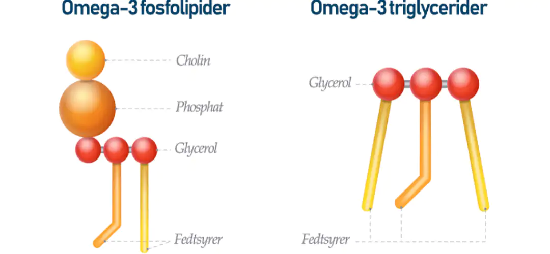 Fosfolipider i forhold til triglycerider Fosfolipider i forhold til triglycerider